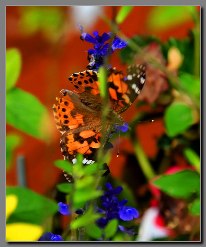 2019_09_26_PaintedLady