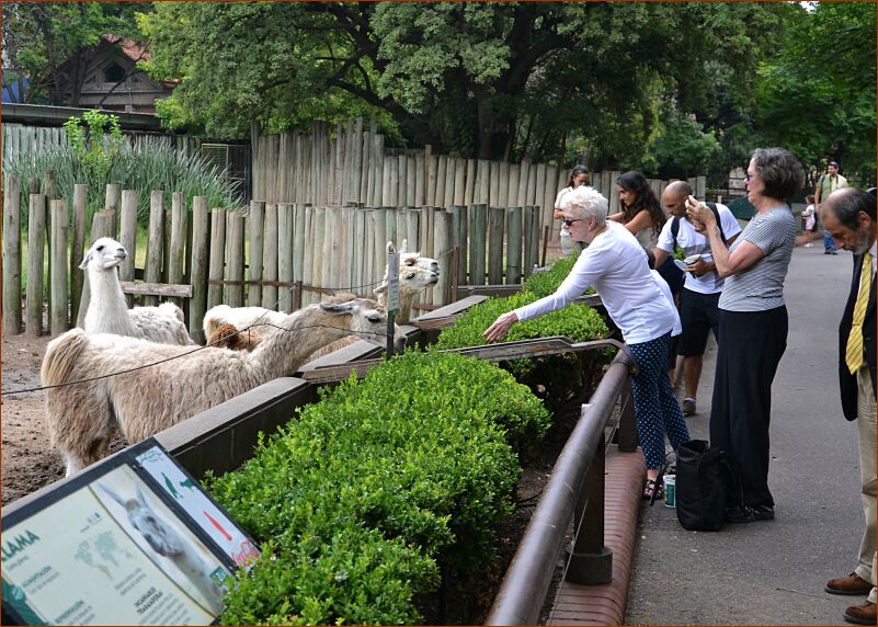 Zoo_Llama_Feeding