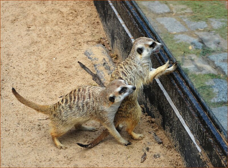 Zoo_Meerkats