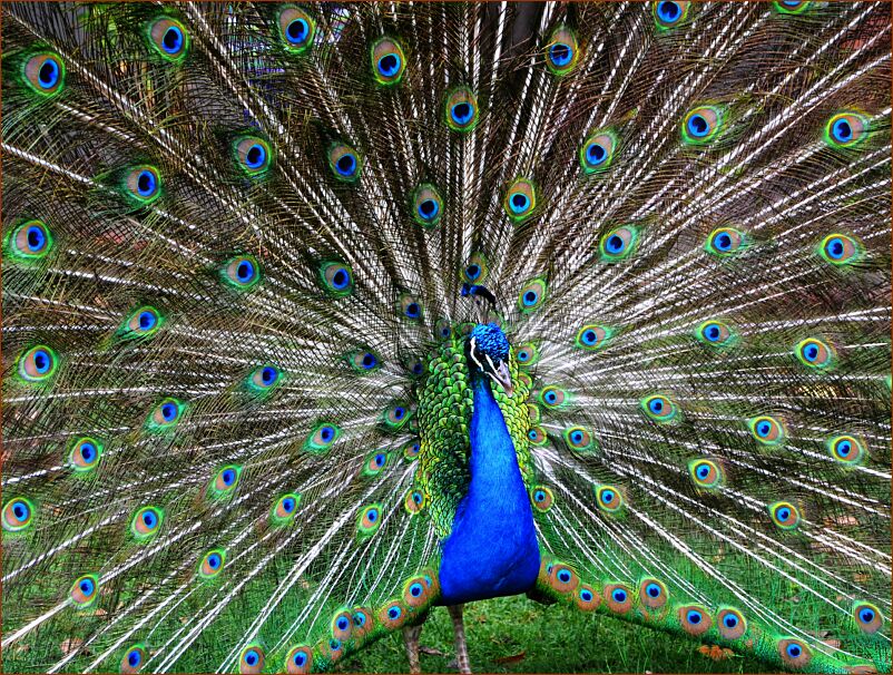 Zoo_Peacock