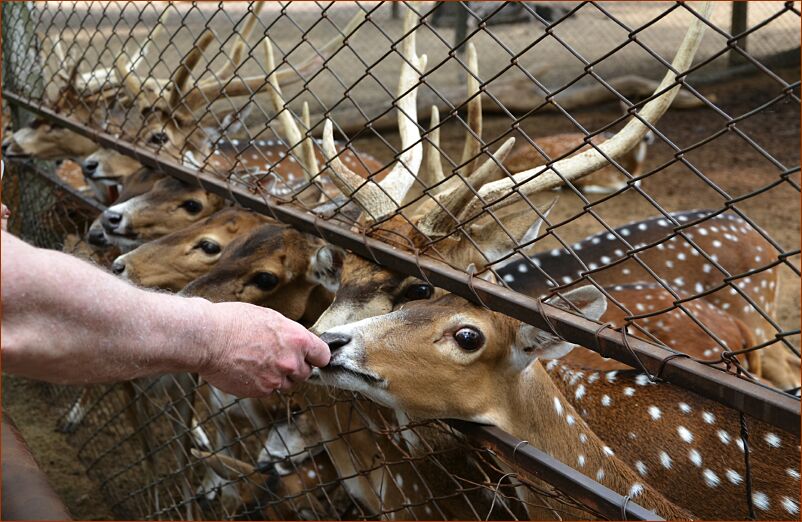 Zoo_deer_Feeding