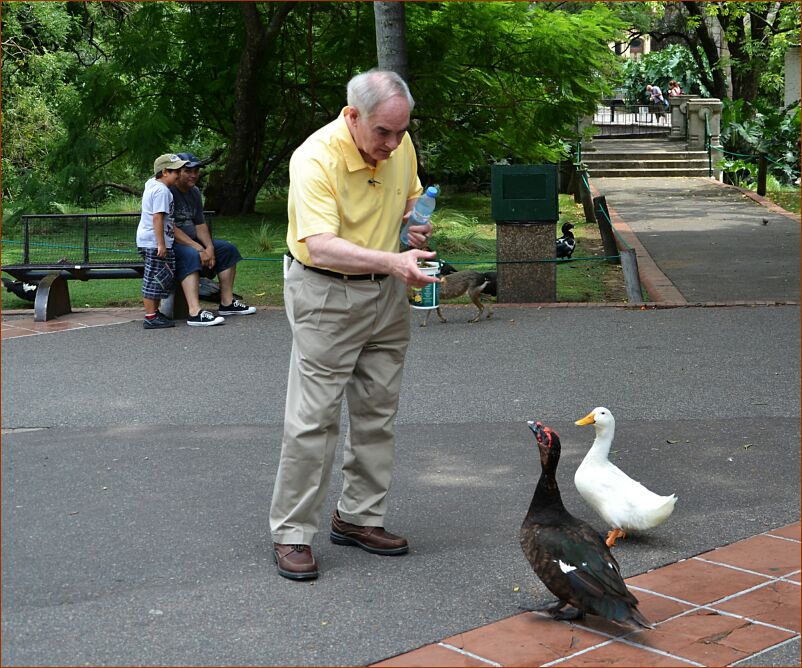 Zoo_tom_geese