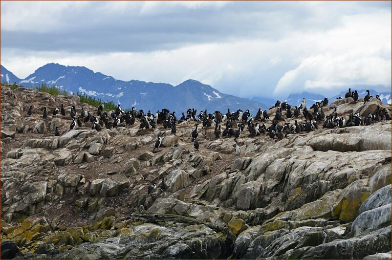 Ushuaia-cormorants-1