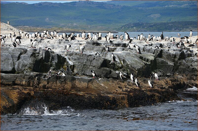 Ushuaia-cormorants