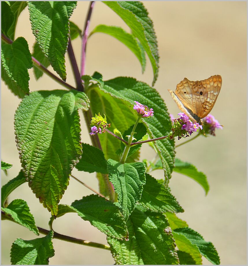 Farm-Butterfly