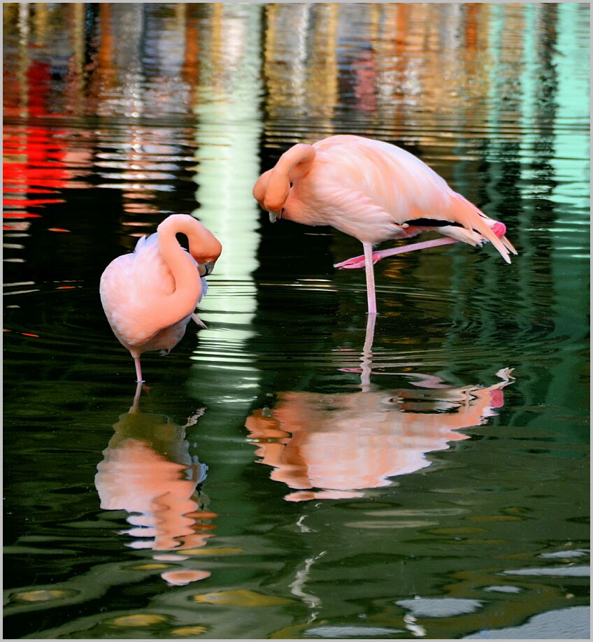 Flamingos