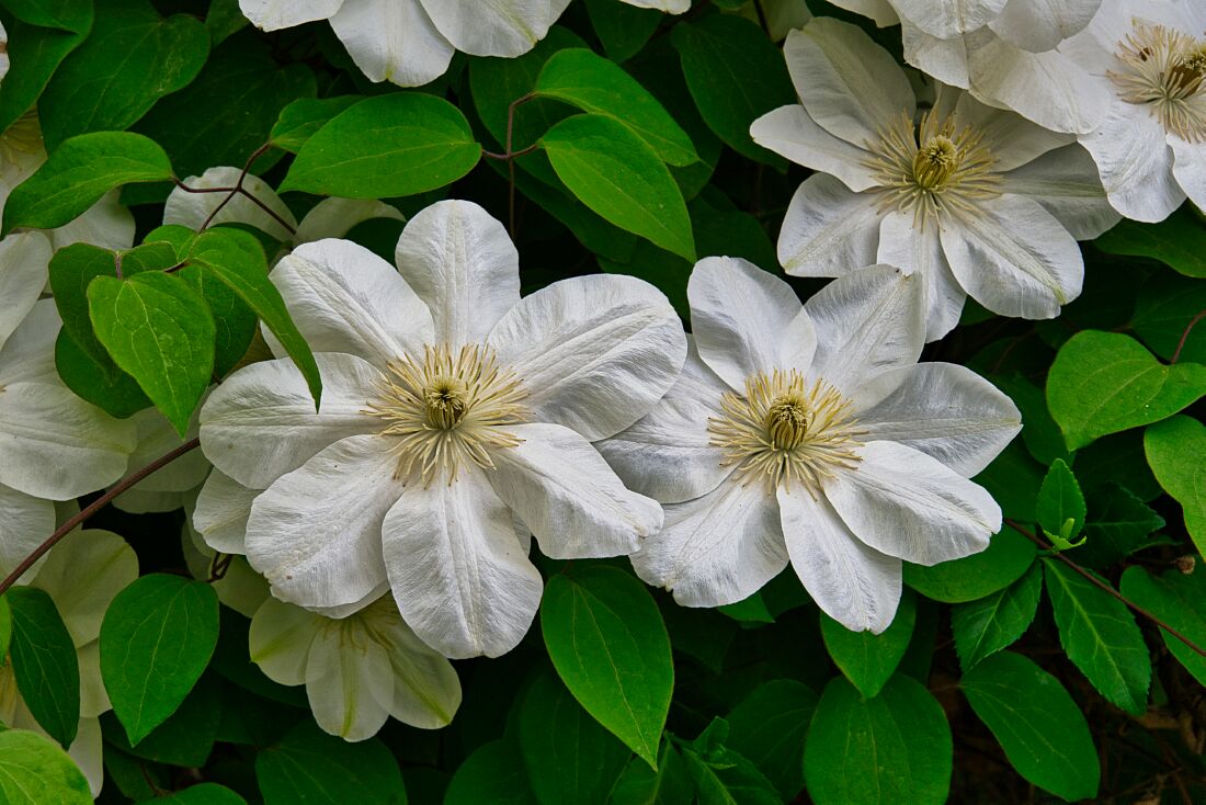 Clematis_01