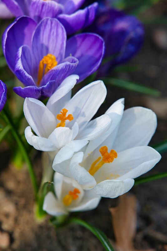 Crocus