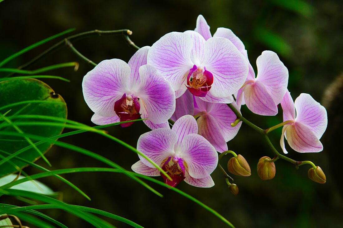 Orchids-01