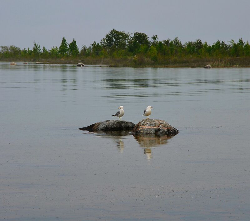 Seagulls-1