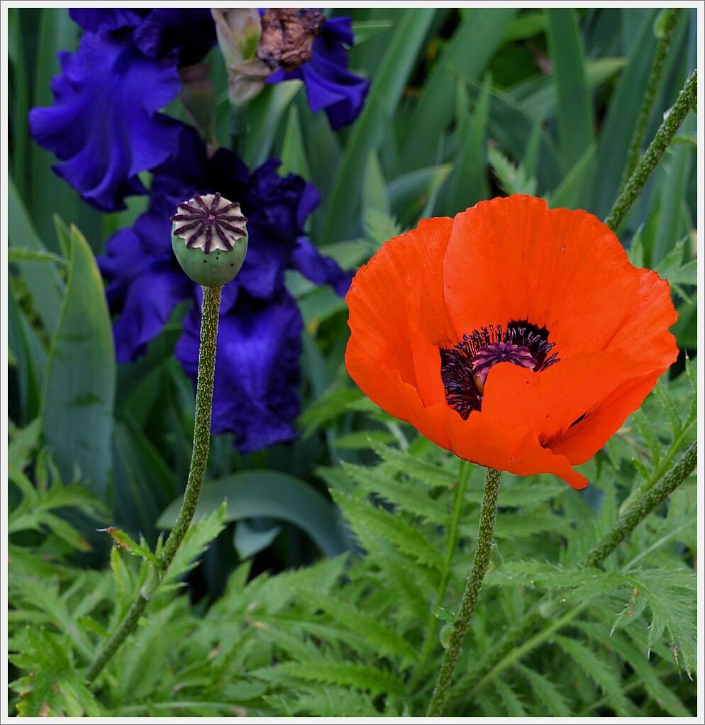 Poppies1