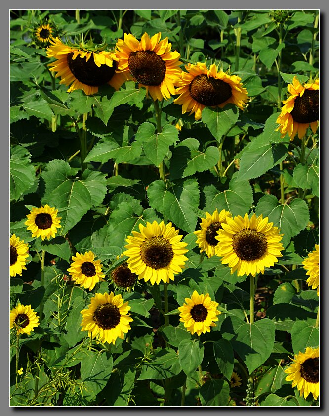 Sunflowers-2