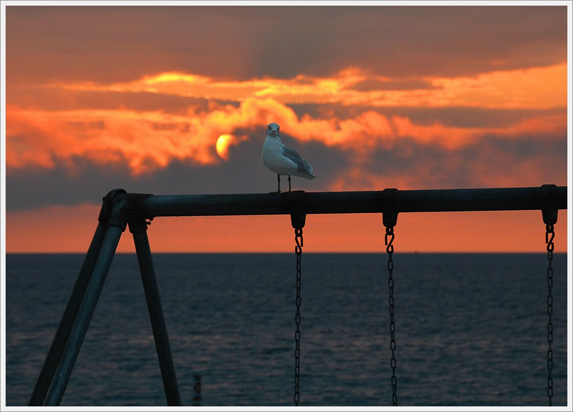 Gull-Sunset