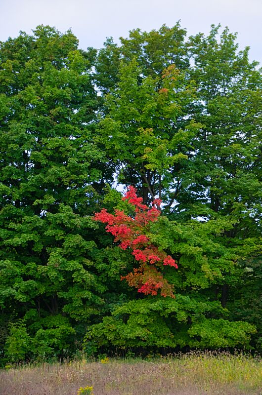 Maples_091620