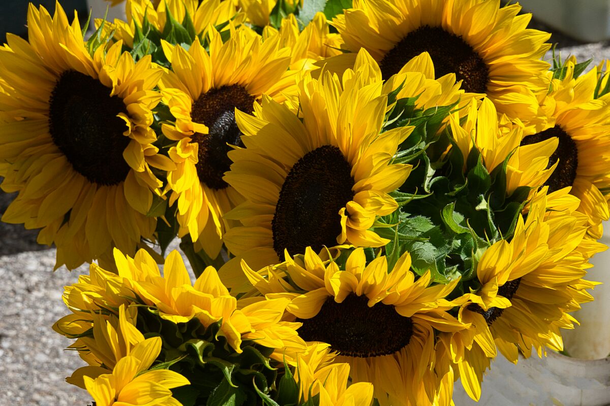 Sunflowers