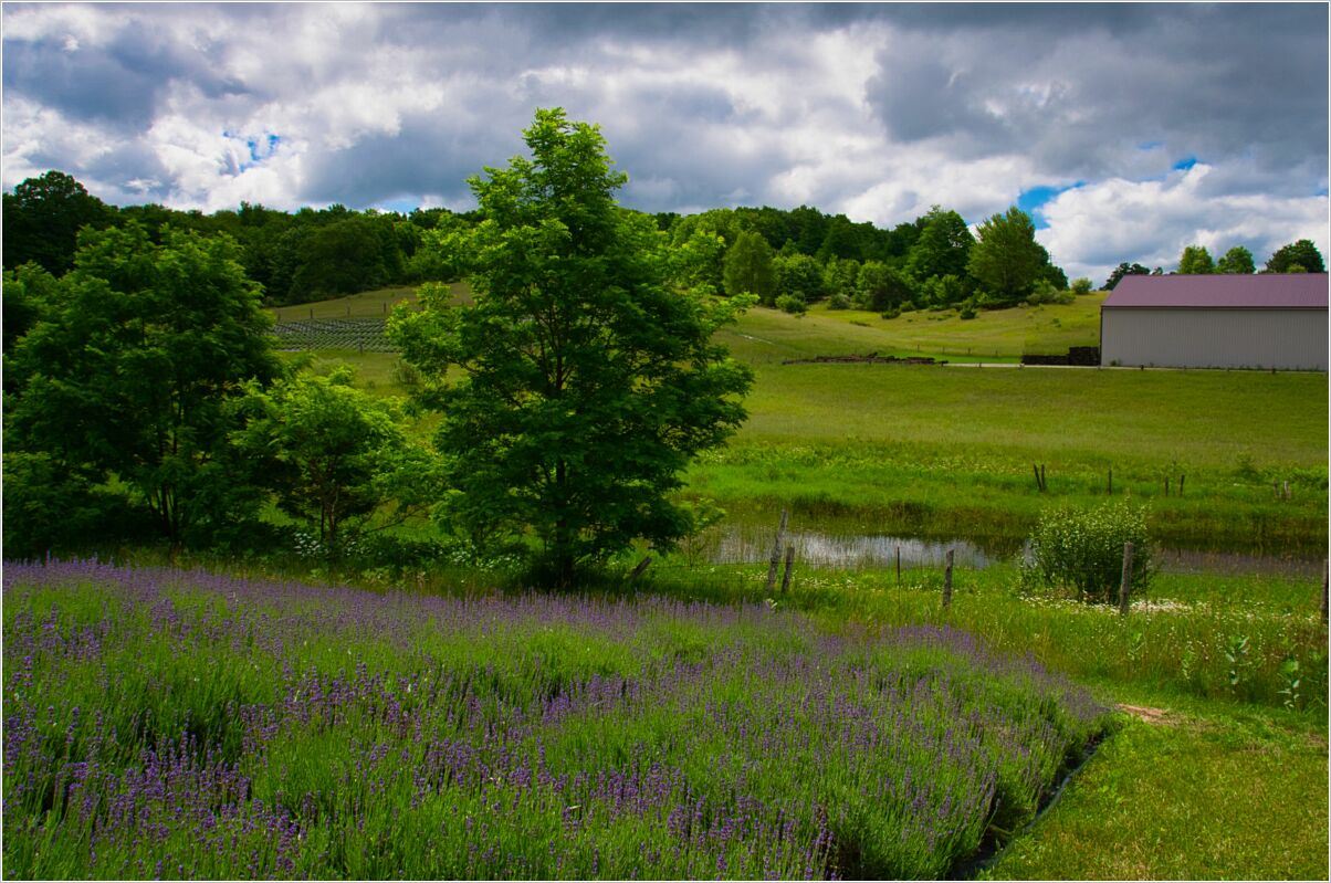 LavenderHillFarm