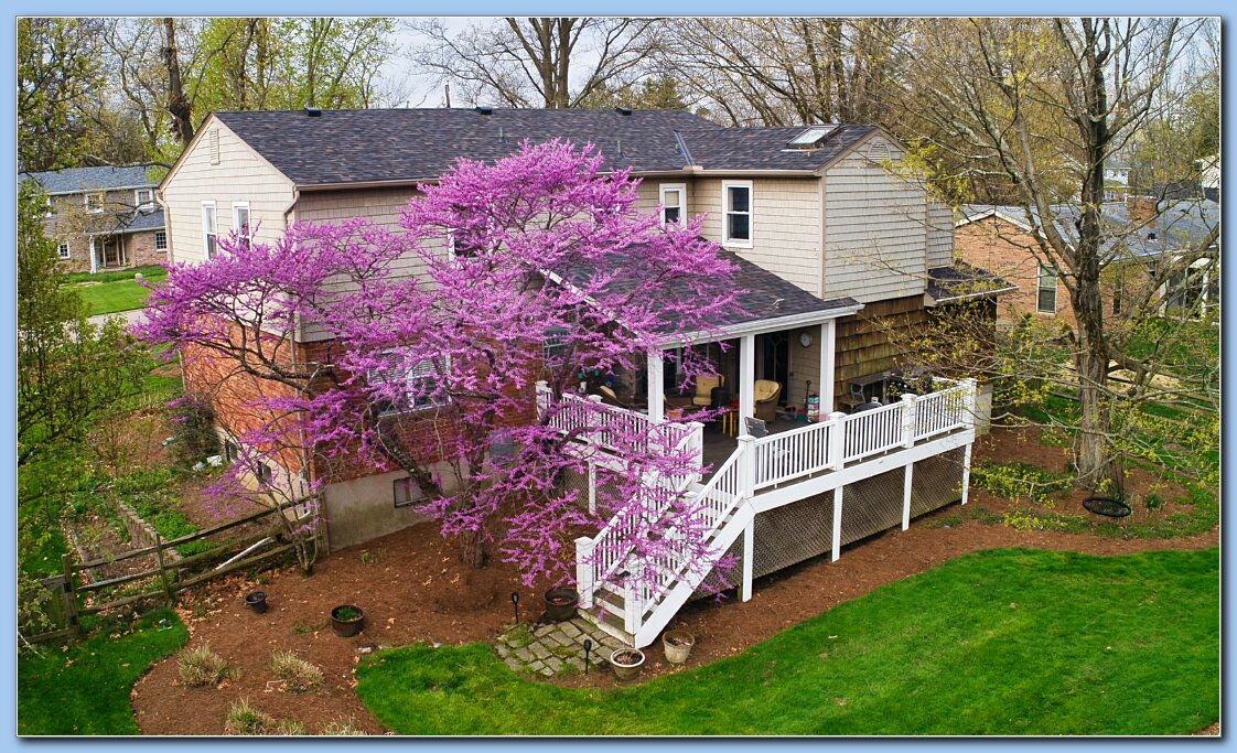 Redbud