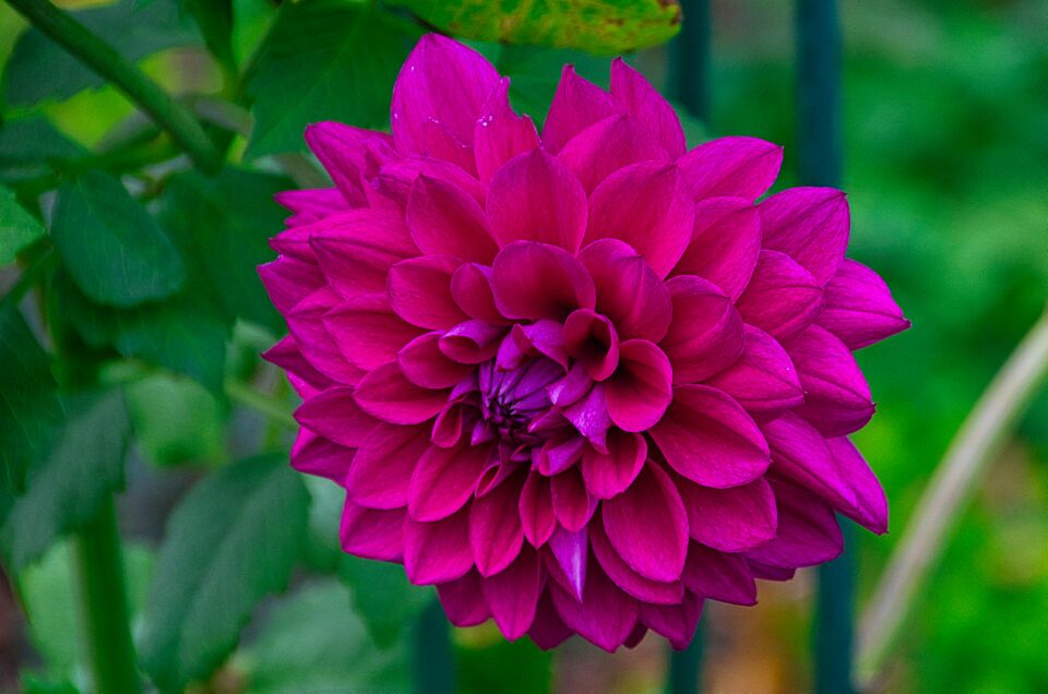 Dahlia