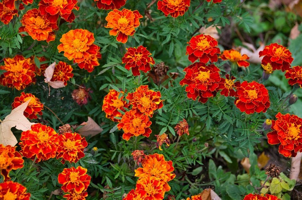 Marigolds