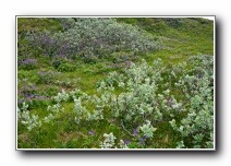 Click to enlarge
