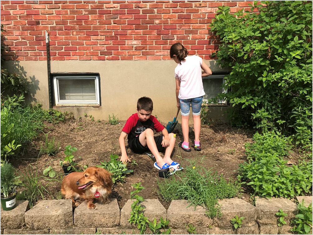 Planting watermelon and strawberries