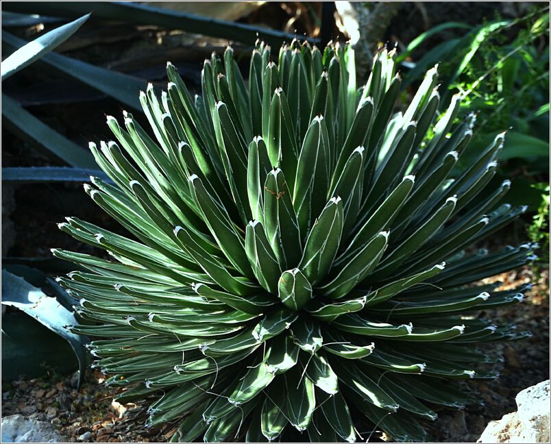 Agave