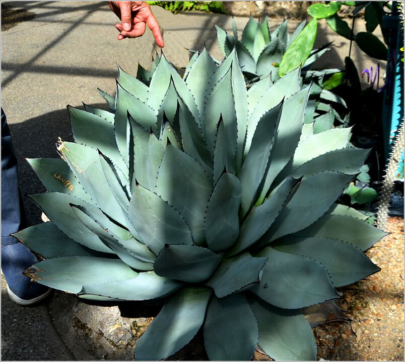 Agave2