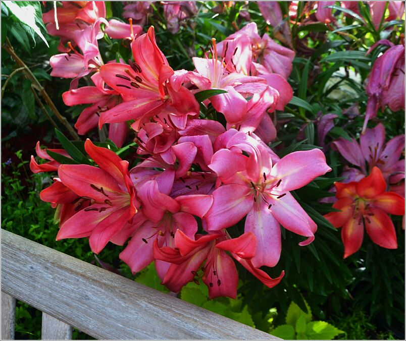 Lillies-1