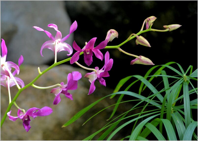 Orchid-1