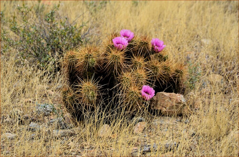 AZ_cactusflower-2