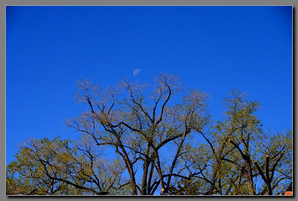 Morning Moon