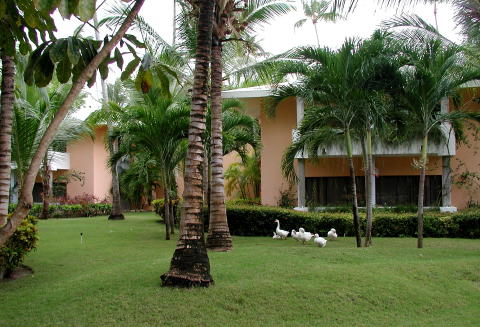 Geese lying in wait