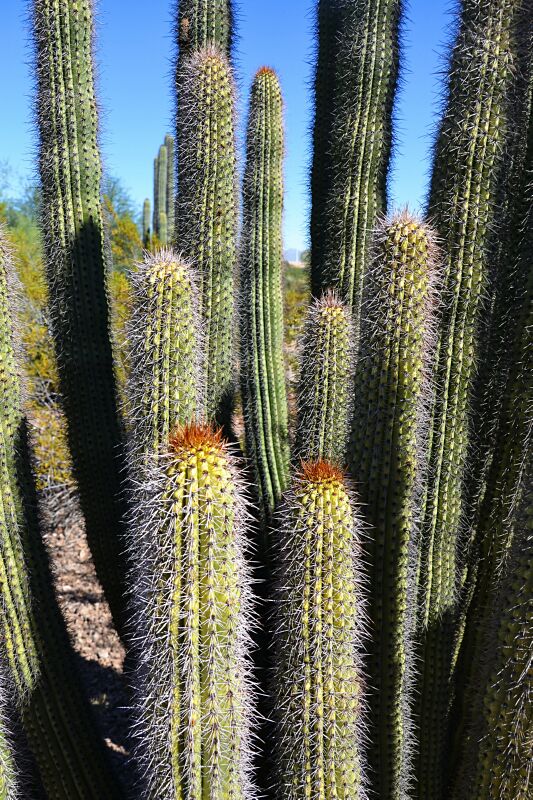 Cactus-1