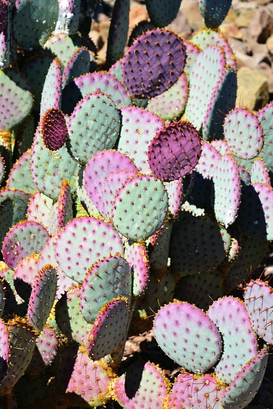 Cactus-3