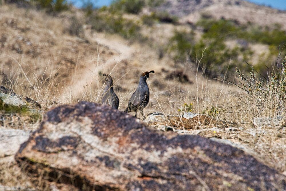 Quail