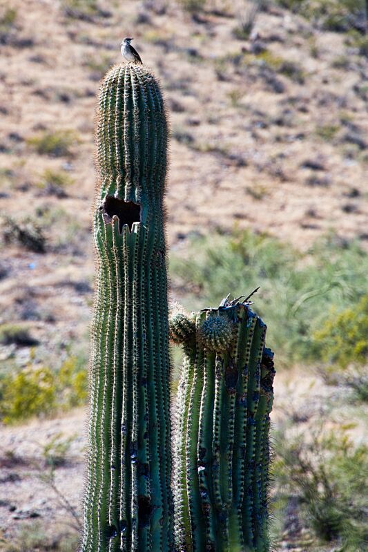 Saguaro_bird