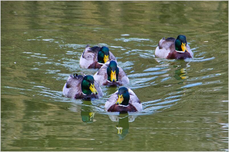 Mallards_Mar21