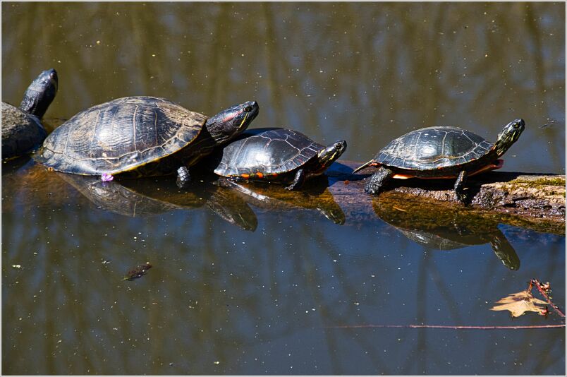 Turtles