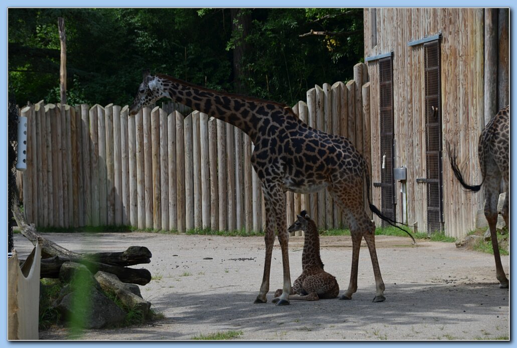 Zoo_Giraffes