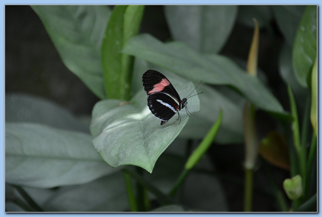 Zoo_Passion_Flower_Butterfly