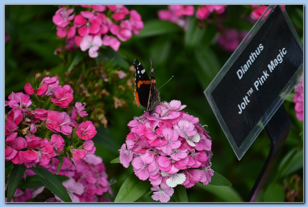 Zoo_Red_Admiral