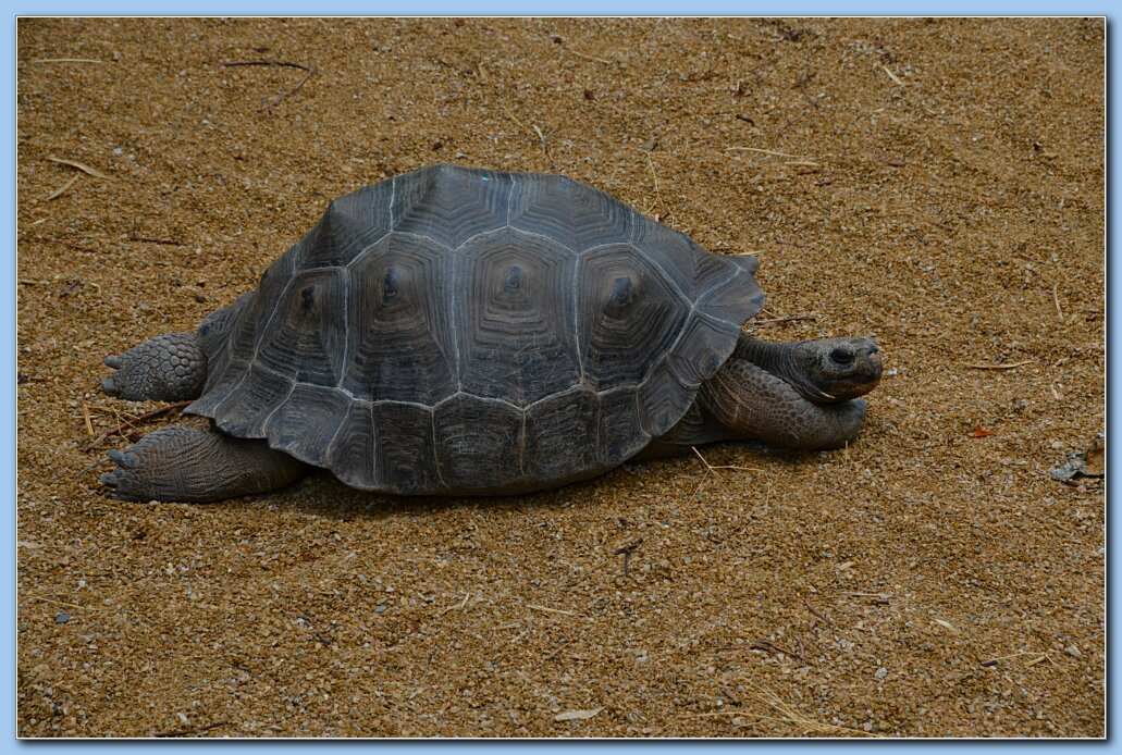 Zoo_relaxed_tortoise